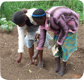 Women planting seeds together